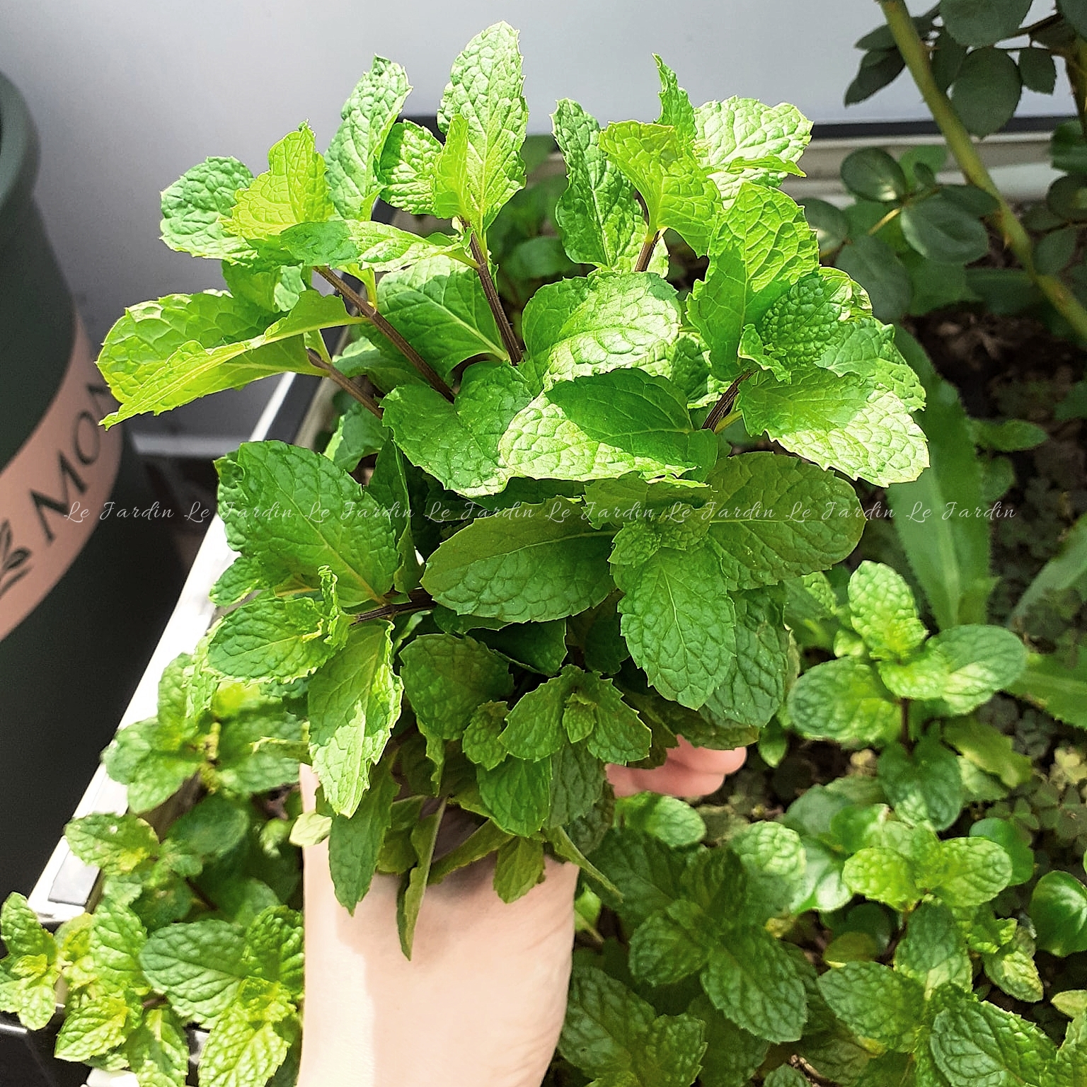 Hạt giống Rau Húng Lủi (RD 931) gói 0,2gr - Dễ trồng
