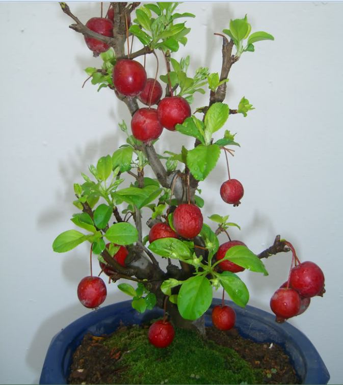 Hạt Giống Lựu Cảnh Lùn ( lựu bonsai ) ( 10 hạt )