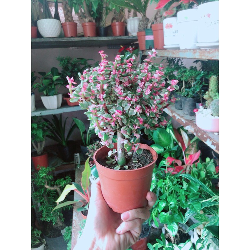 Chậu Cây Cành Vàng Lá Ngọc Thân Cổ Thụ