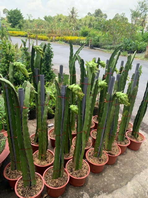Thanh Long ruột đỏ đang trái như hình