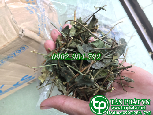 Chè vằng lợi sữa tấn phát gói 1kg