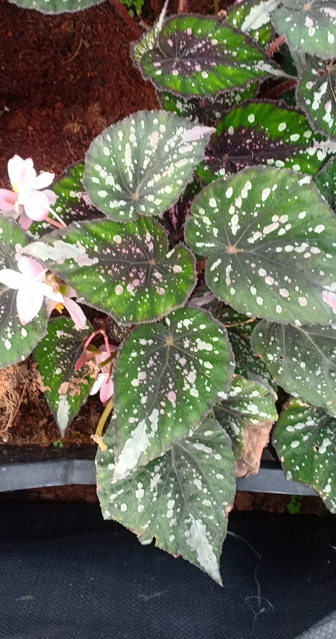 Thu Hải Đường -  Begonia 10 màu sắc