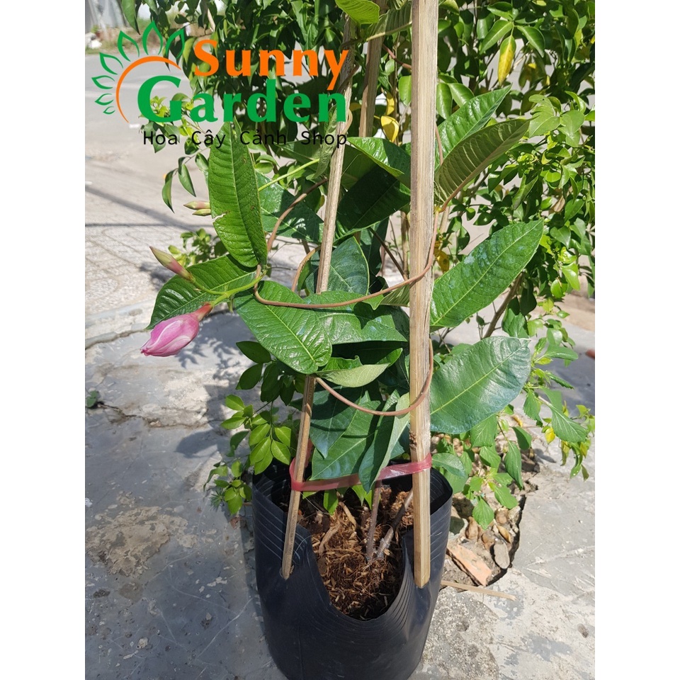 Chậu hồng anh leo cánh kép - cây cảnh dễ trồng, dễ chăm sóc - cây dây leo
