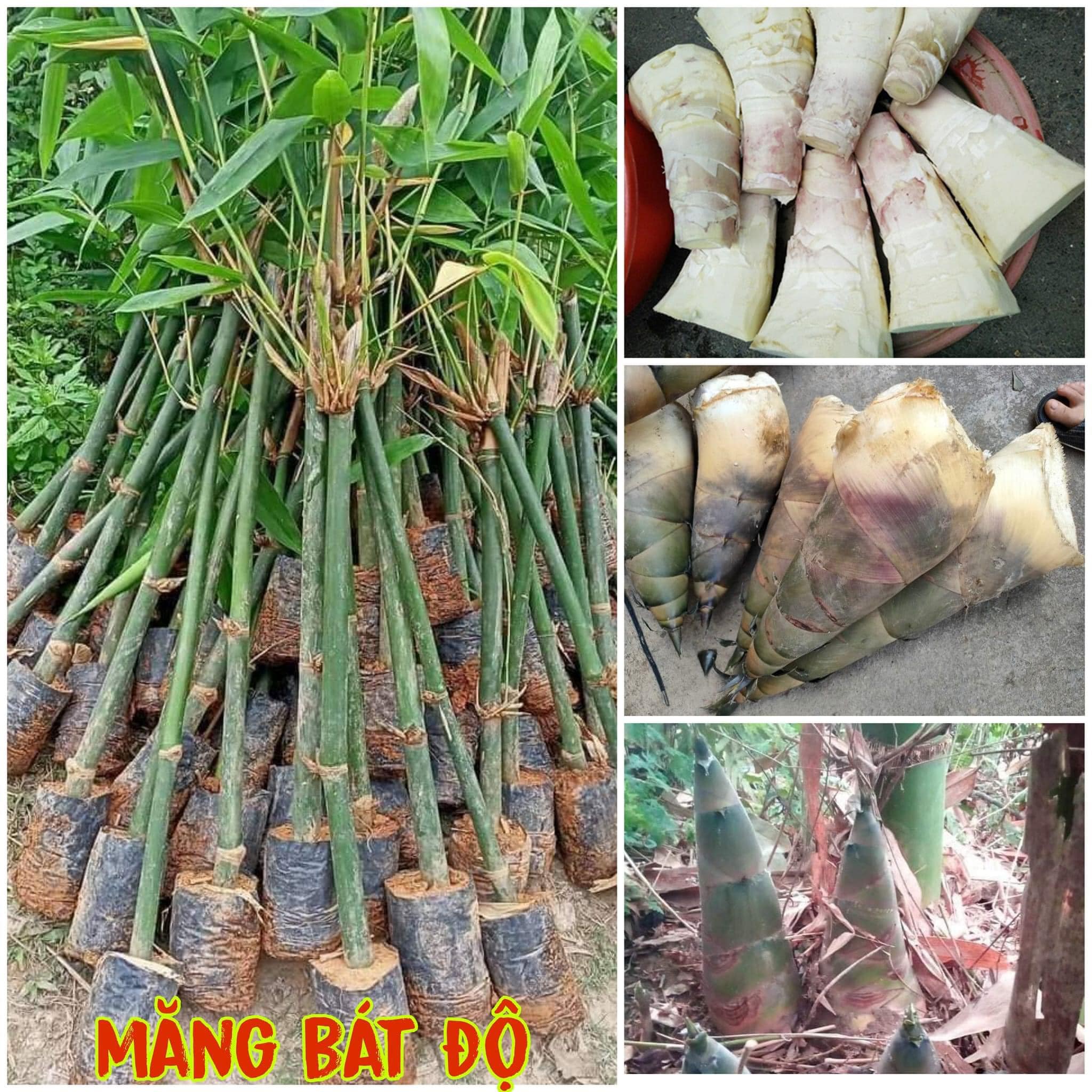 CÂY GIỐNG TRE lấy măng TRE BÁT ĐỘ [ cây dài ngày, không có sâu bệnh, dễ trồng, cho năng suất cao, là thực phẩm an toàn với người tiêu dùng, là đặc sản nổi tiếng của tỉnh Yên Bái]] ... .