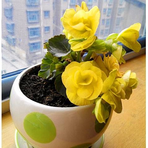 Hạt Giống Hoa Thu Hải Đường Kép Mix