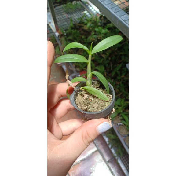 Phi Điệp Hồng Yên Thủy (cây con giống gieo hạt)