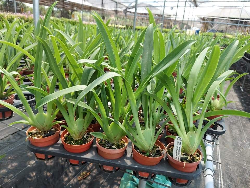 Hoa Lan Vũ Nữ MILTONIA ĐỎ- chậu trưởng thành
