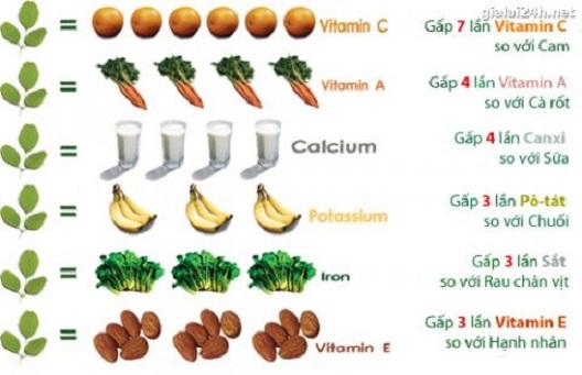 Cây giống chùm ngây Moringa cao 40cm