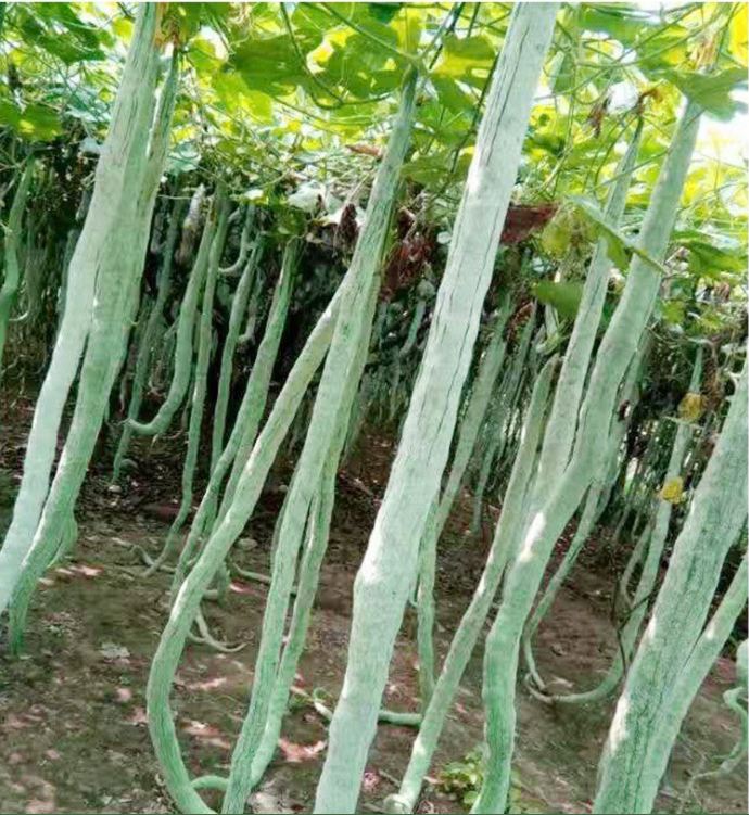 Snake Melon Seeds (Japanese Snake Melon) Long Fruit - 5 Seeds/Pack