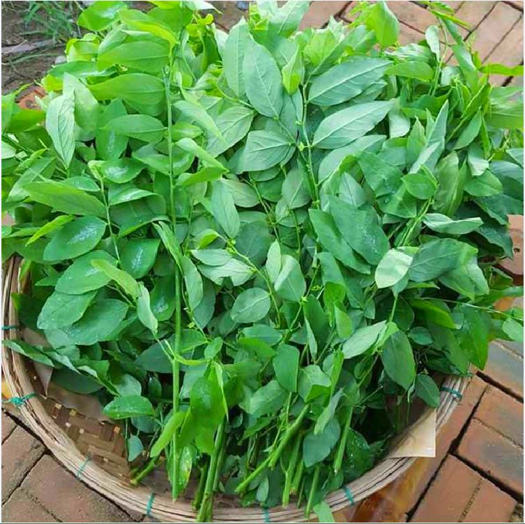 COMBO 3 gói hạt giống rau ngót ( rau bồ ngót )