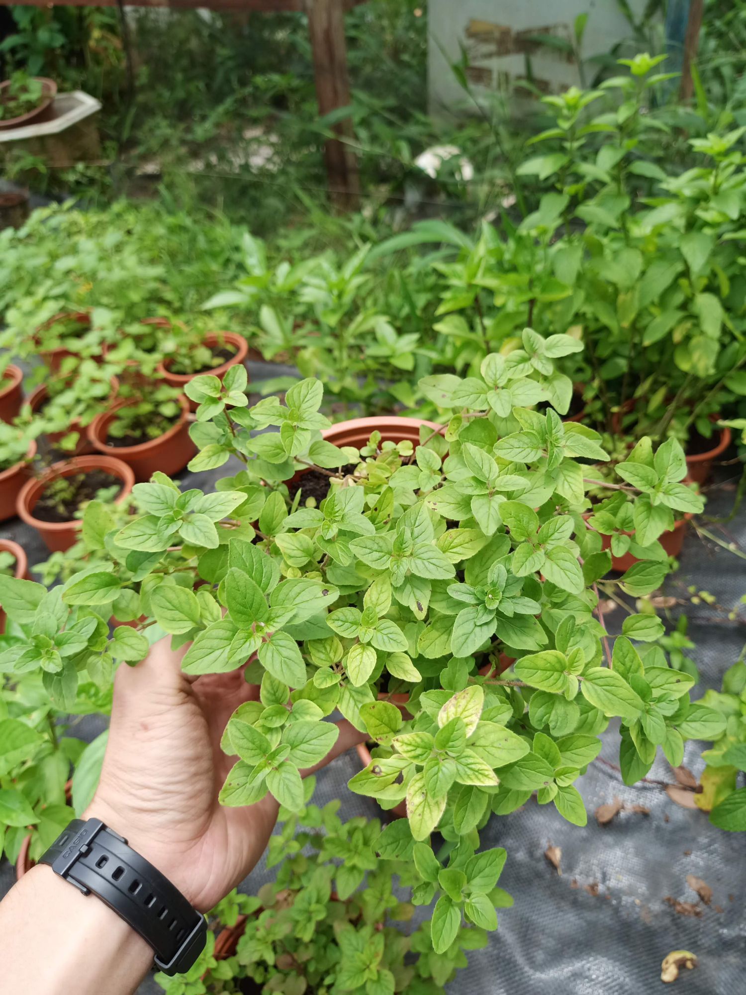 Cây kinh giới cay Oregano - chậu lớn