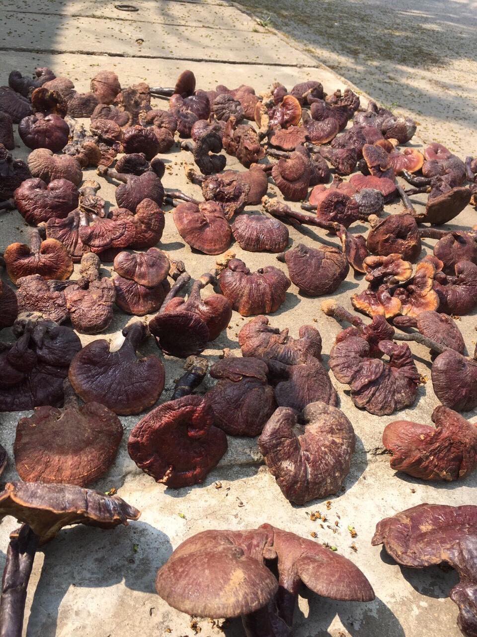 Nấm lim xanh thái lát 500 gram