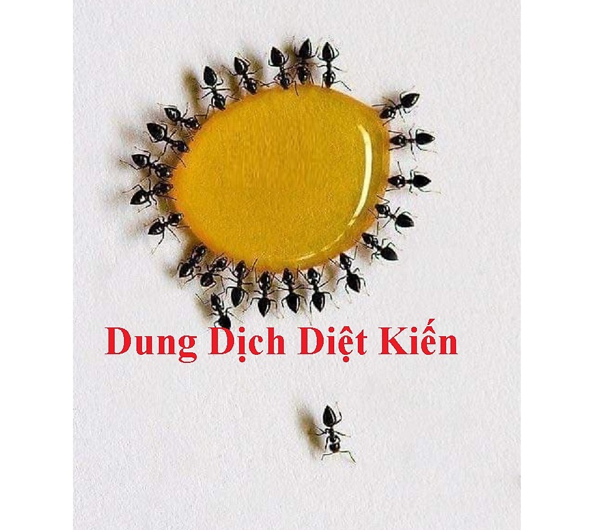 Dung dịch diệt kiến gián sinh học tận gốc