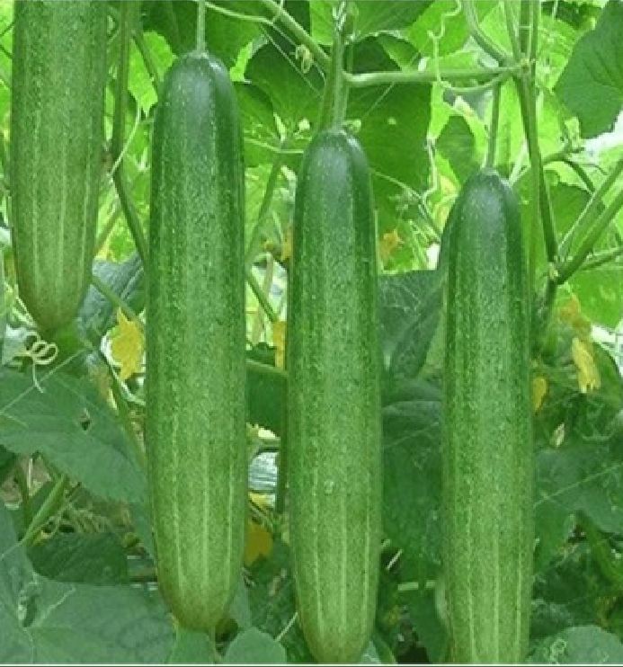 Túi 10 Hạt giống dưa chuột nếp thơm