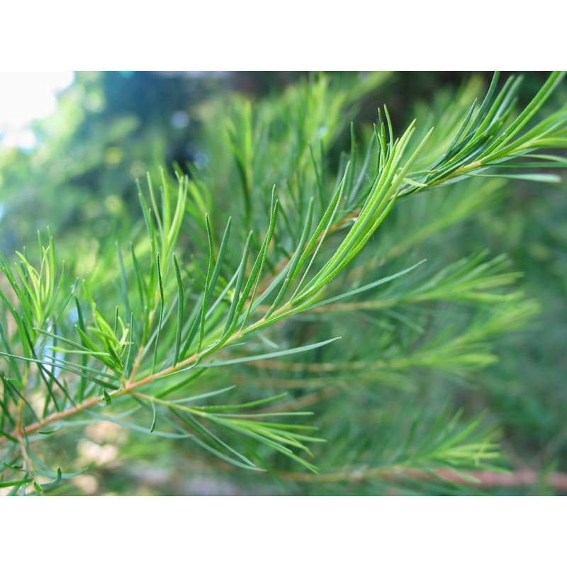 Cây Tràm Trà JUN GARDEN Cây Giống