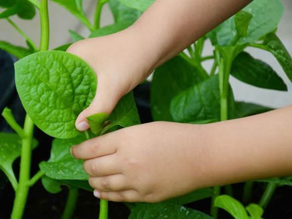 Hạt Giống Rau Mồng Tơi Xanh (20 Gram)
