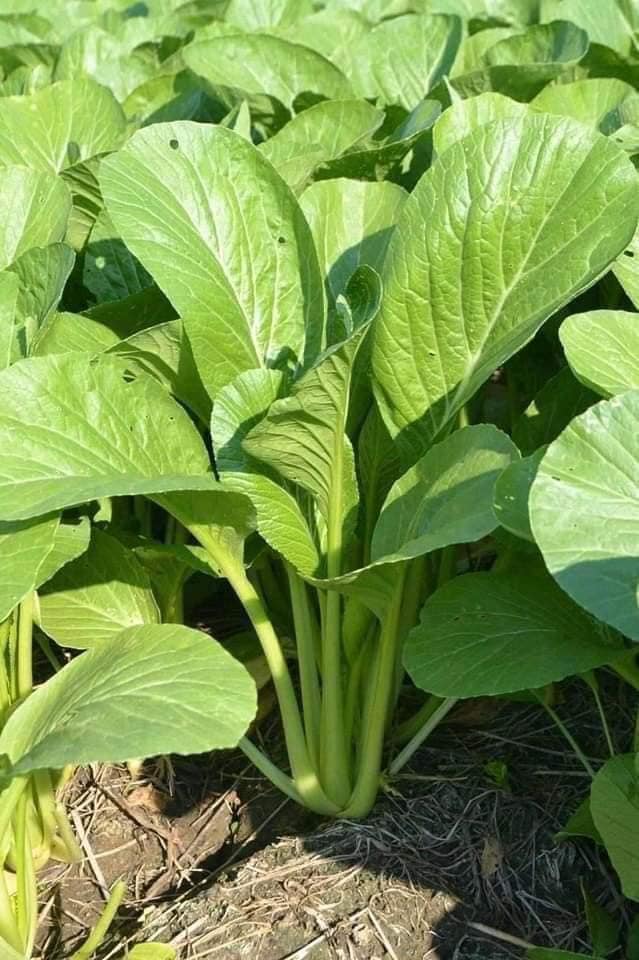 5gr HẠT GIỐNG RAU CẢI NGỌT KHỔNG LỒ