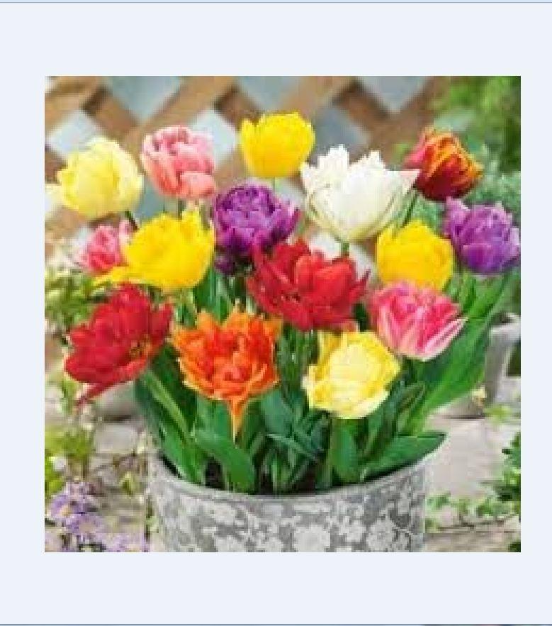 Combo 5 củ hoa tulip kép nhiều màu - trồng chơi tết