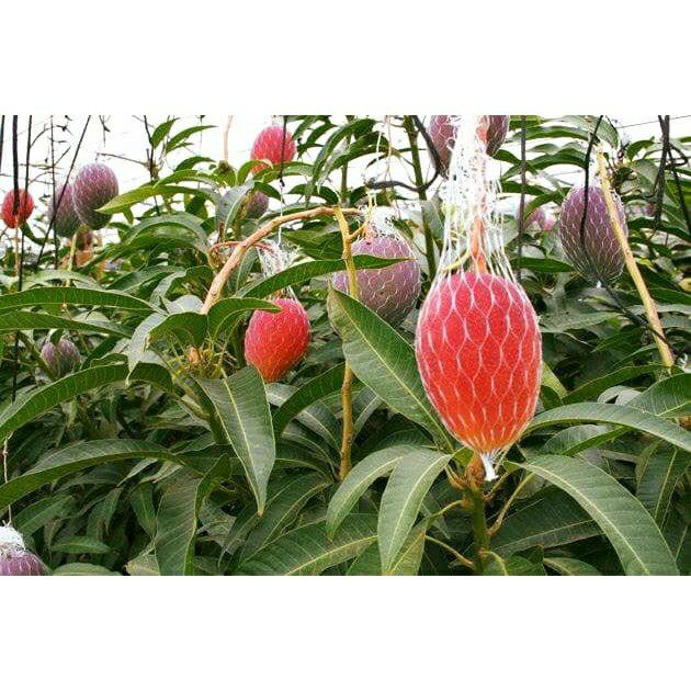 cây xoài đỏ nhật bản  ( japan)