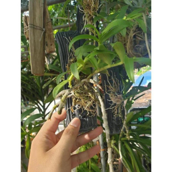 Lan Trầm Rừng Hiếm Thuần Gỗ 3 Năm