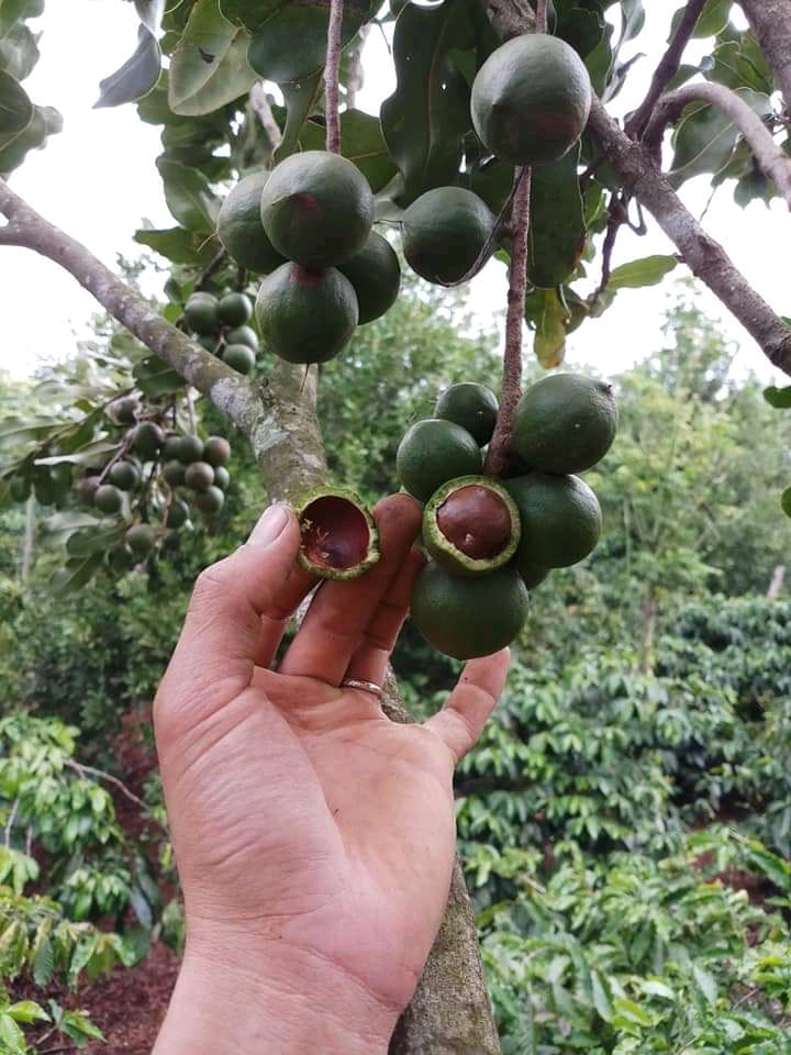 Hạt mắc ca Tây Nguyên 500gr (tặng kèm khui, đã sấy chín)