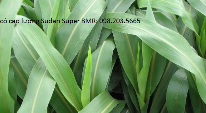 100g hạt giống cỏ cao lương Sudan Super BMR- cỏ chăn nuôi