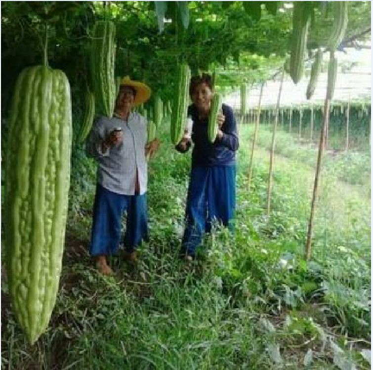 Hạt giống khổ qua khổng lồ - Gói 5 hạt (TẶNG gói kích thích hỗ trợ hạt nảy mầm)