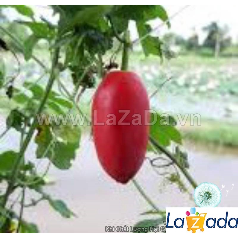Hạt Giống Cây Bình Bát Dây Dây Bát Mãng Bát (50Hạt) a5