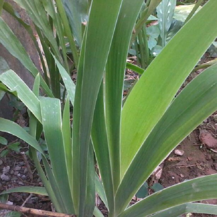 Cây giống xạ can - hỗ trợ điều trị ho, viêm phế quản