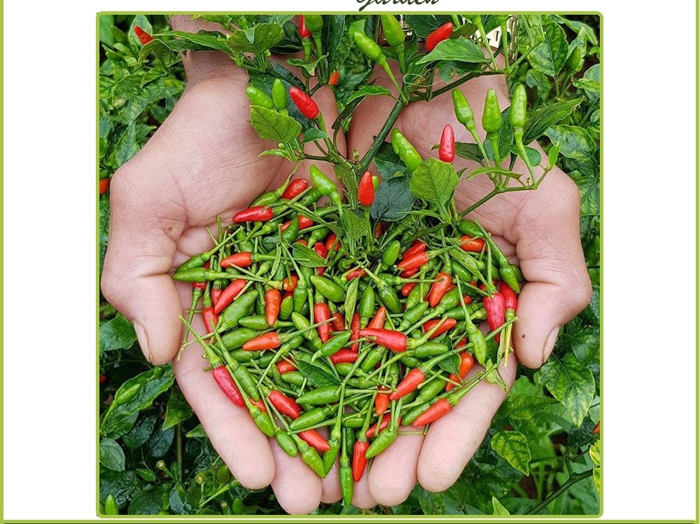 Hạt Giống Ớt Xiêm Siêu Cay Gói 0,1g