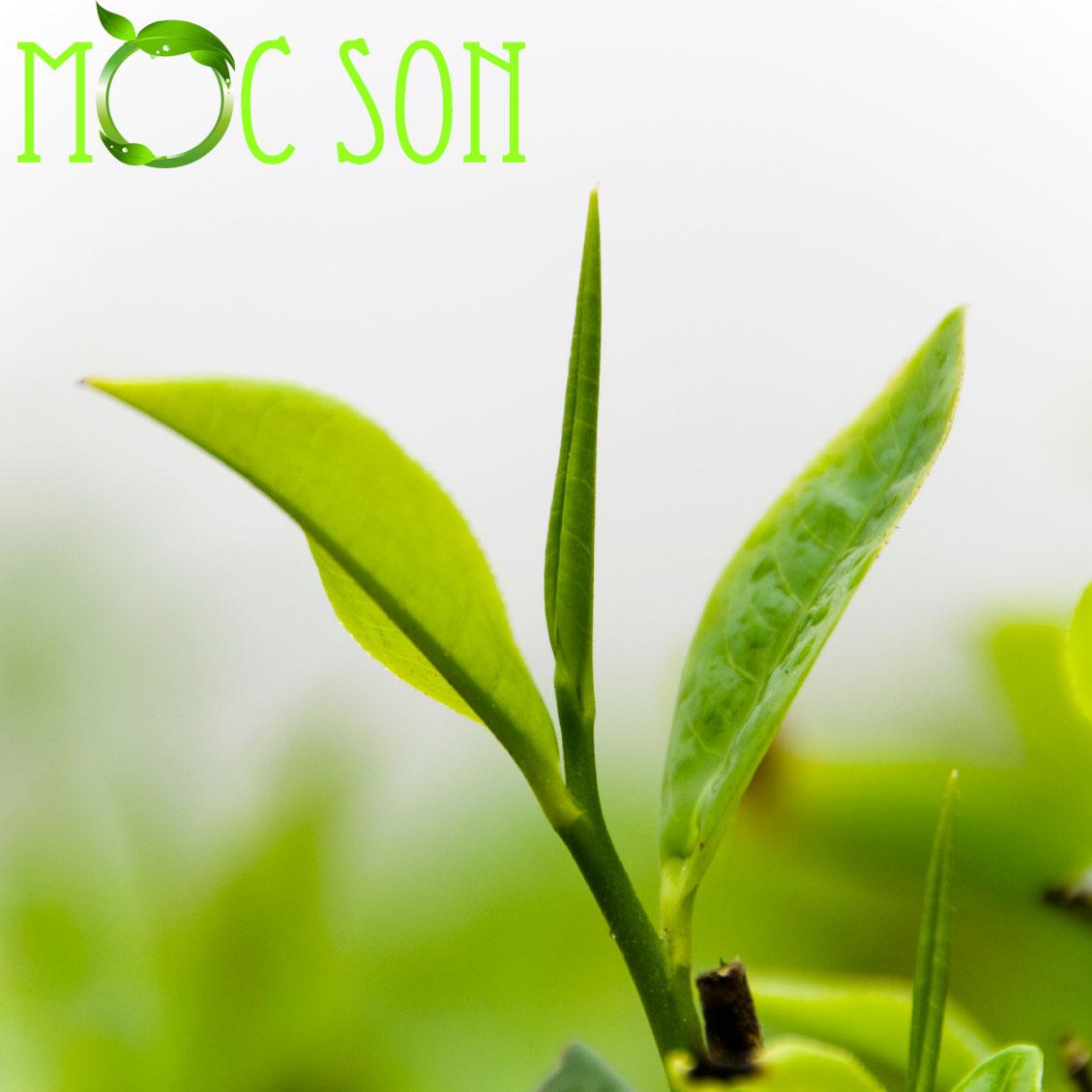Trà Ôlong (Oolong) Sữa Thượng Hạng Mộc Sơn nguyên búp trà Olong được chọn lọc | Nước Trà sáng đep