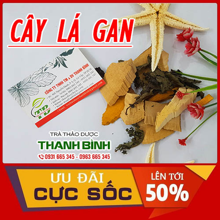 Cây lá gan khô 100g hàng công ty có giấy attp - dược liệu thanh bình