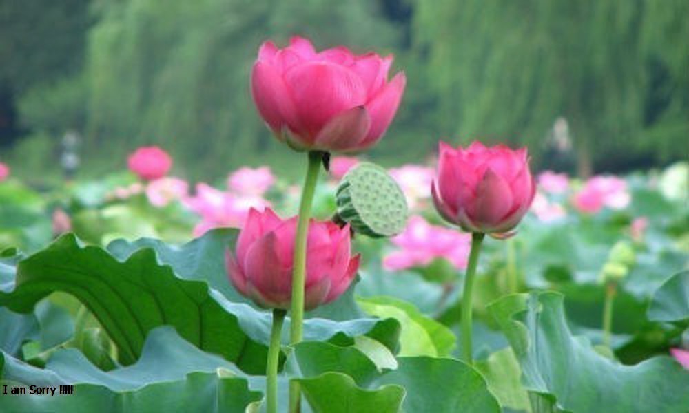 Hạt Giống Hoa Sen Ta (Sen Hồng Việt Nam) 10 hạt