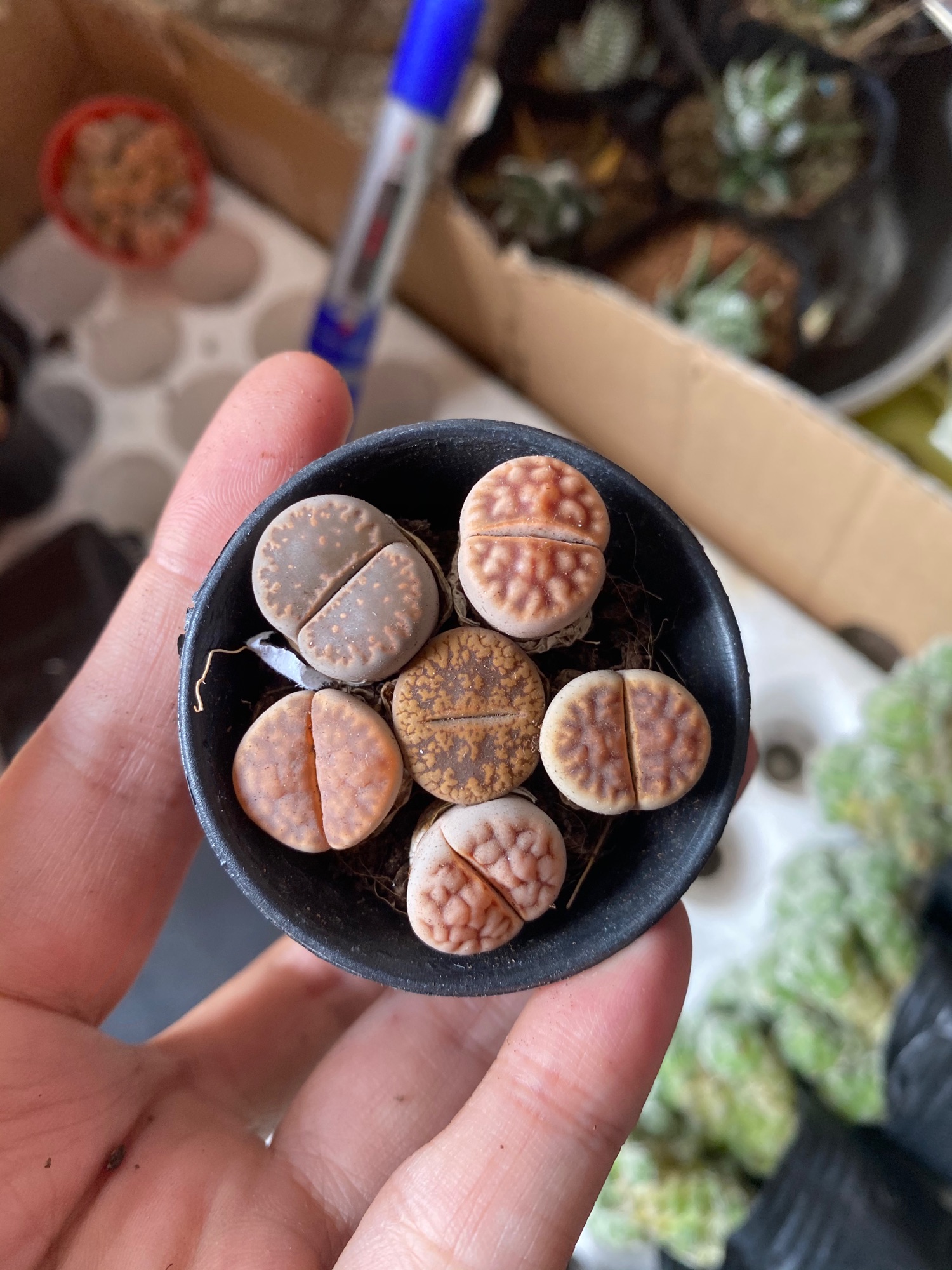 LITHOPS THẠCH LAN -  SEN ĐÁ MÔNG ĐÁNG YÊU