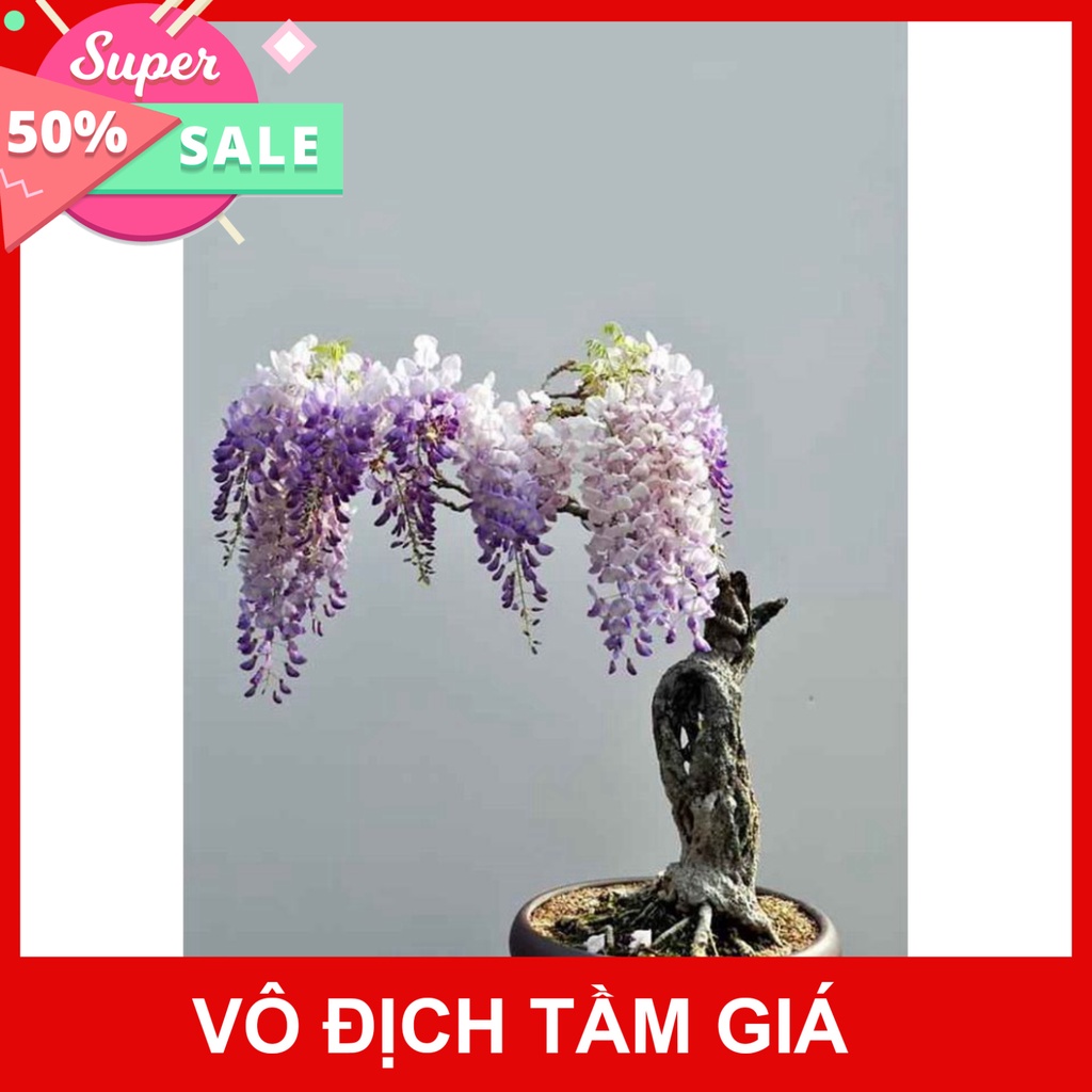 Giống Chuẩn (GIÁ SỈ) CÂY GIỐNG HOA TỬ ĐẰNG