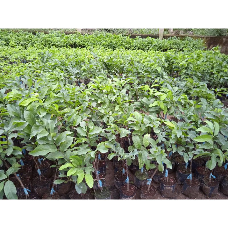 Giá Gốc - Mảng cau na thái