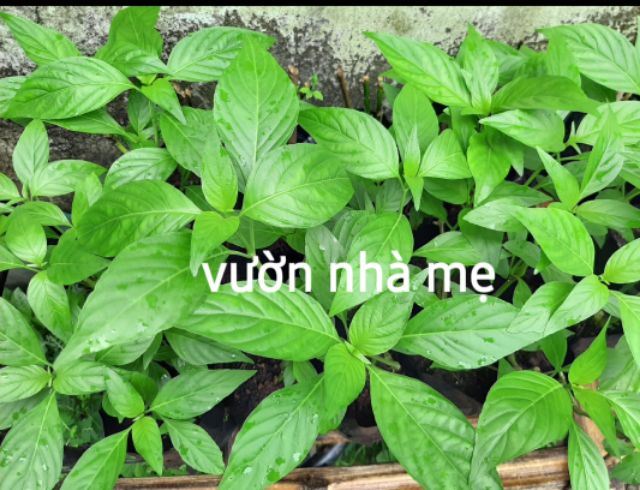 Cây lá cẩm tím giống nhật-size 25-30 cm