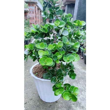Cây Da Nhật Lá Tròn Bonsai