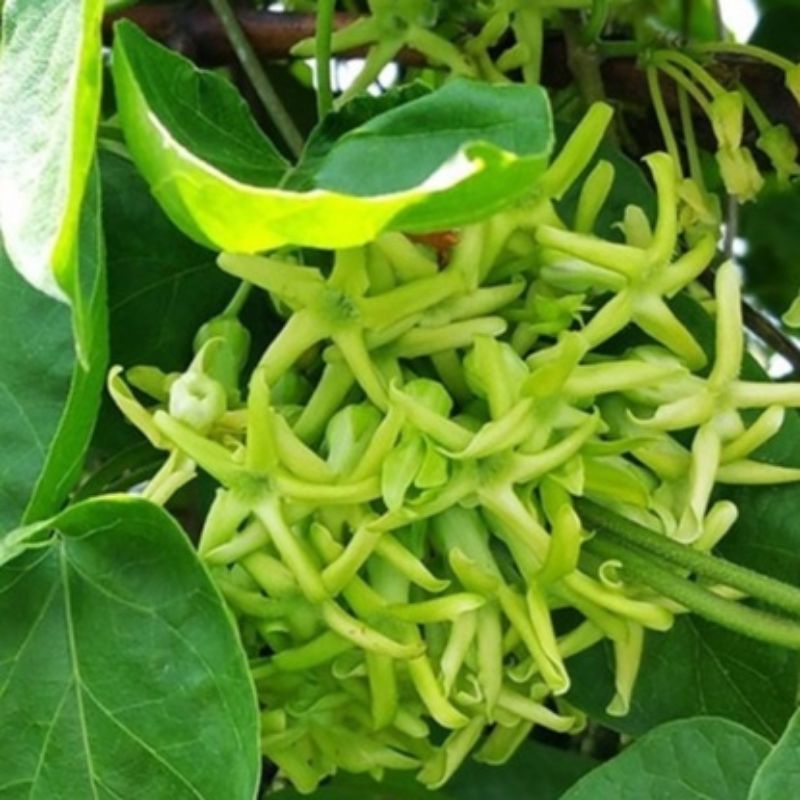 CÂY GIỐNG HOA THIÊN LÝ SIÊU HOA (Tặng kèm phân bón)
