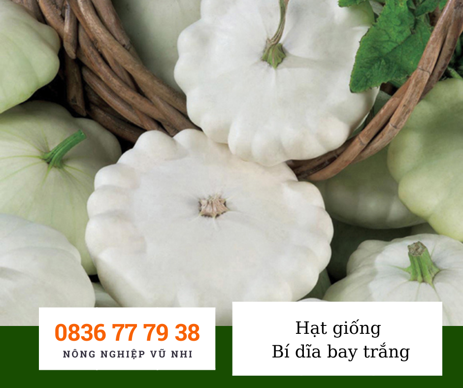 Hạt giống bí dĩa bay trắng - hatgiong24h