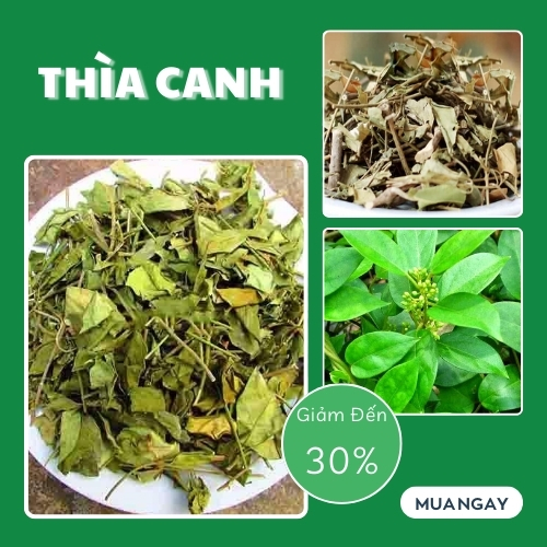 [Túi lớn loại 1kg] Trà dây thìa canh Thảo Dược Tấn Phát - Hàng công ty chất lượng cao chuyên dùng để pha trà cải thiện sức khoẻ - Thích hợp cho người tiểu đường