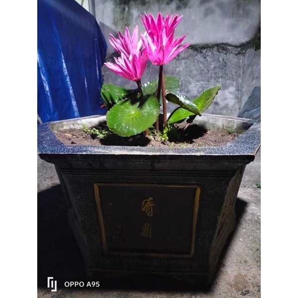 củ hoa súng cạn cho tết