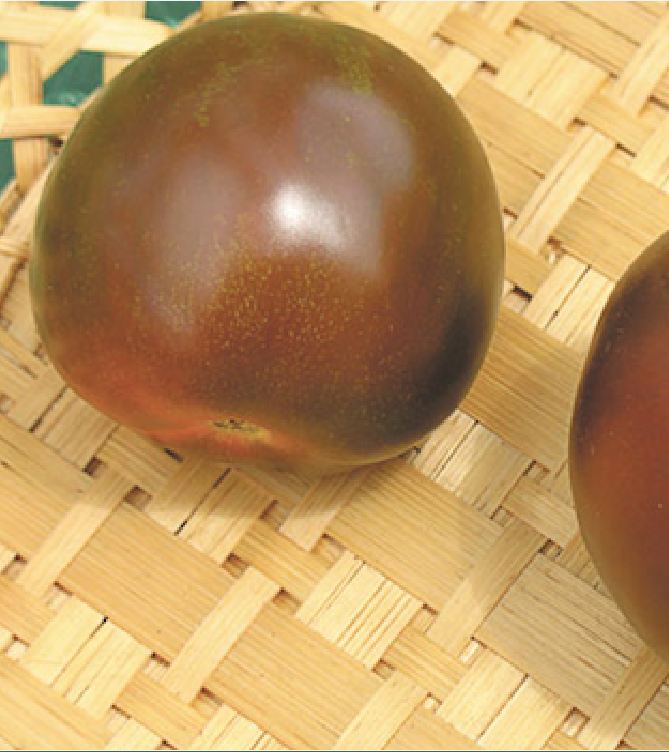 Hạt Giống Cà Chua Socola Siêu Trái Siêu Ngọt - gói 30 hạt