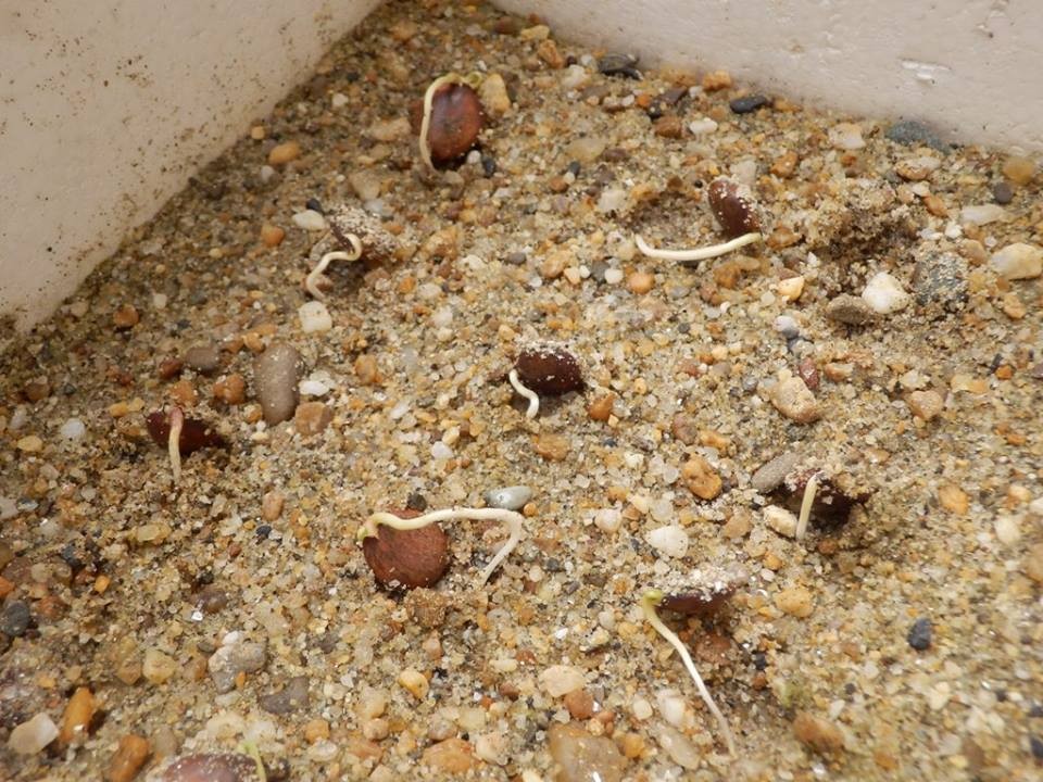 "Gói 5 Hạt " Hạt giống hoa tử đằng mix màu