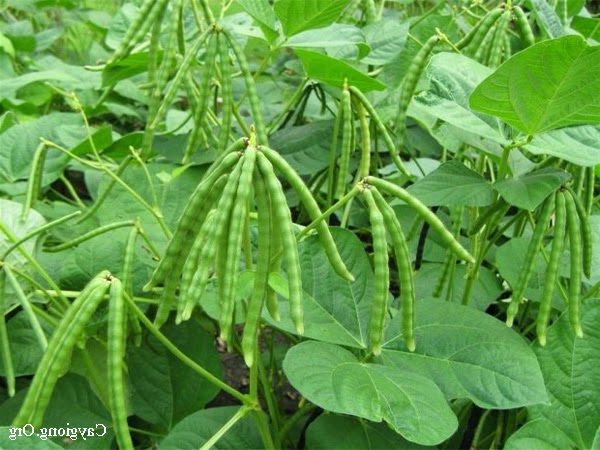 COMBO 2kg ĐẬU XANH QUÊ HẠT NHỎ DÙNG NẤU CHÈ