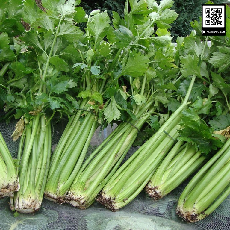 Hạt giống mùi tây parsley