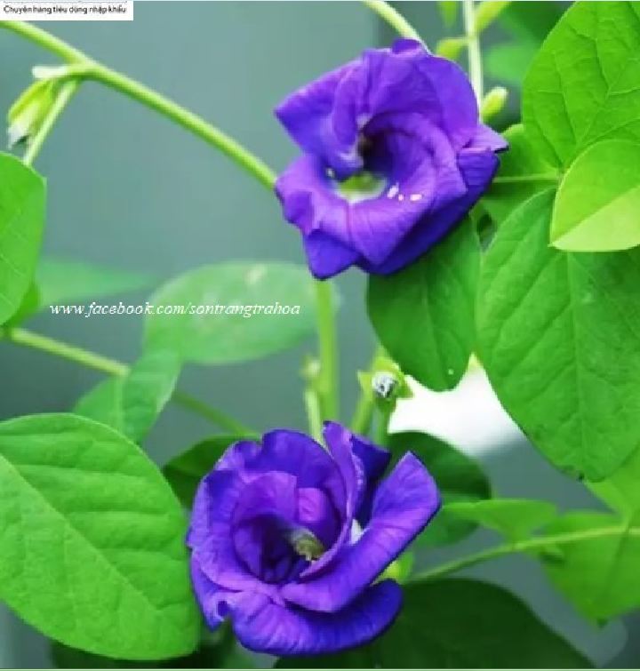 Hạt giống hoa đâu biếc cánh kép (Gói 20 hạt)