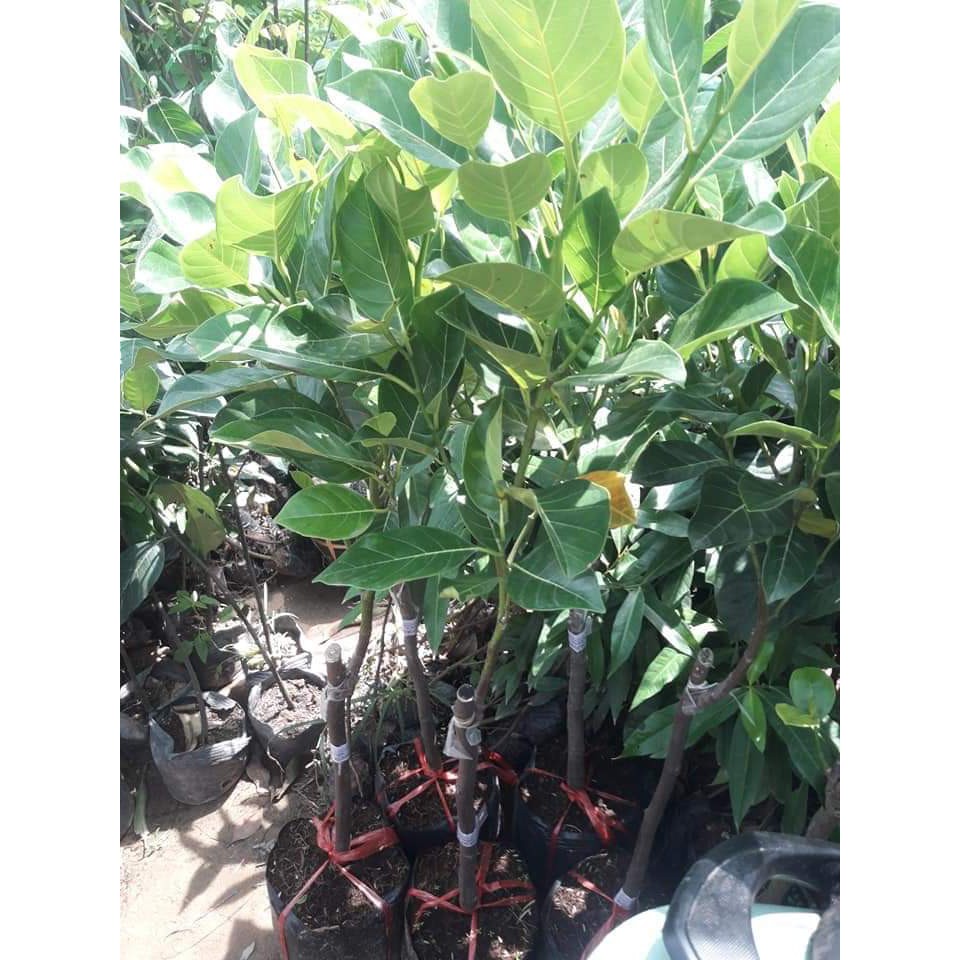 Cây Mít Malaisia Ruột Đỏ ( Cây Ăn Quả)
