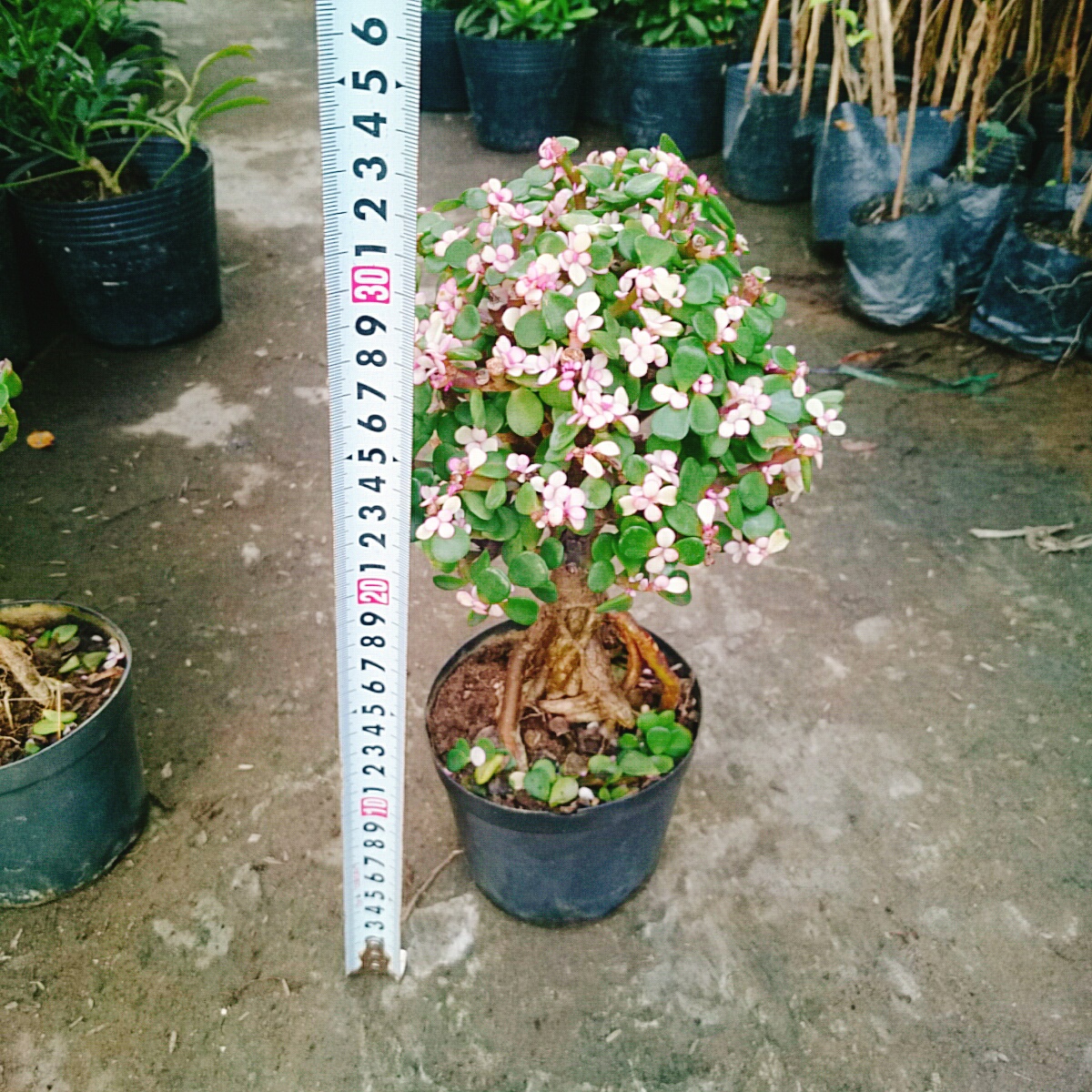 Cây Ngọc Bích (Đỏ) - Cây cảnh bonsai để bàn