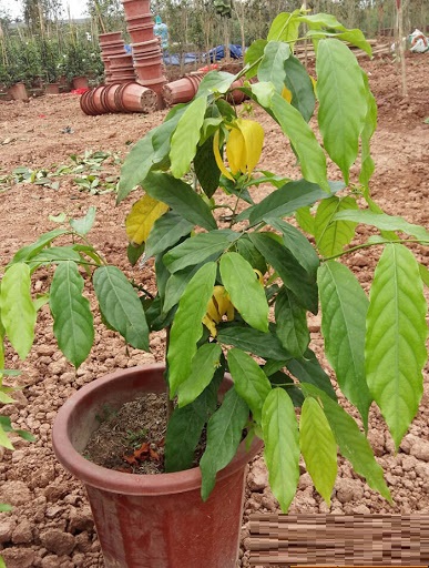 Cây HOA DẺ giống, hoa cực thơm